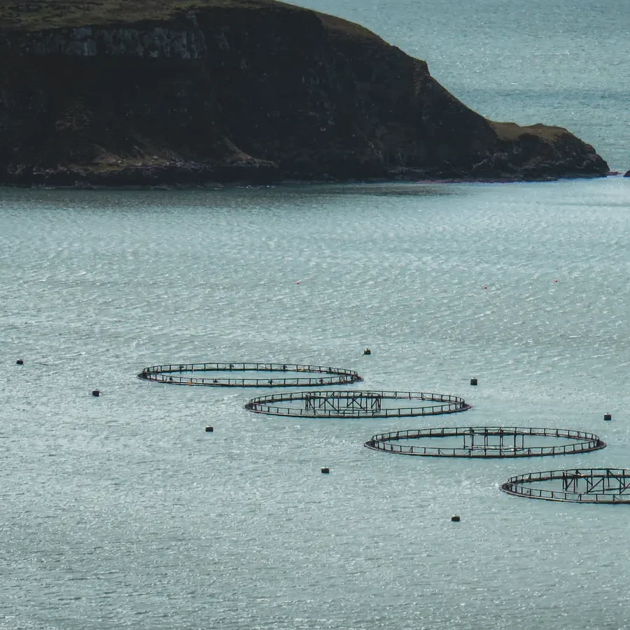A chain of aquaculture pens beneath a coastal headland