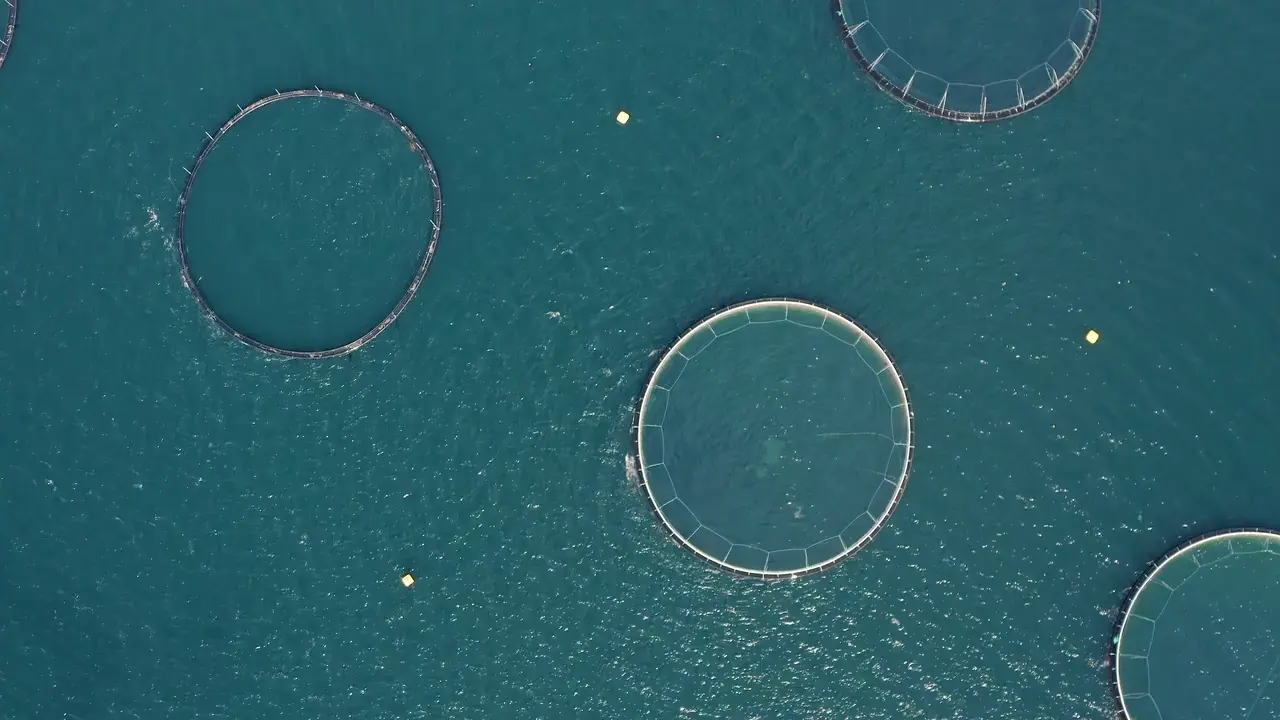 Aerial view of aquaculture rings on the open sea